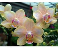 Phalaenopsis PHM 291