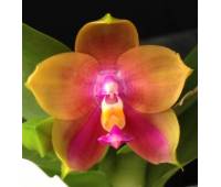 Phalaenopsis Mituo Prince "AM101" x  Mituo Prince "AM101"