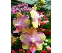Phalaenopsis Taisuco Jasper