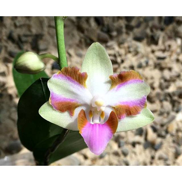 Phalaenopsis pulcherrima '4N'