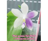 Phalaenopsis speciosa 'Su's Bluish' × violacea var. coerulea 