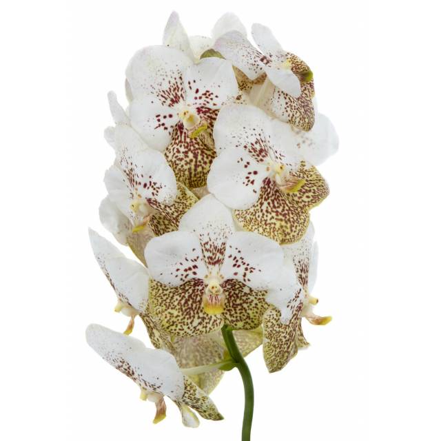 Vanda Yellow Spot 339