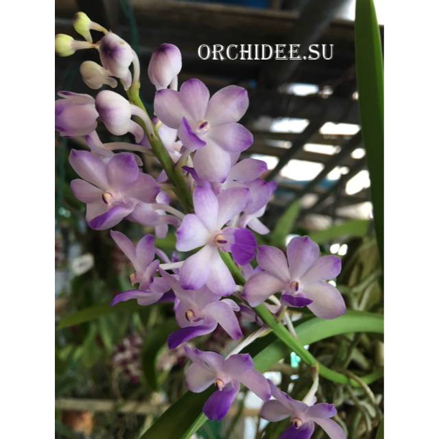 Rhynchostylis coelestis blue