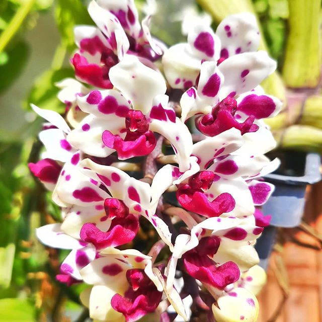 Rhynchostylis gigantea spot light
