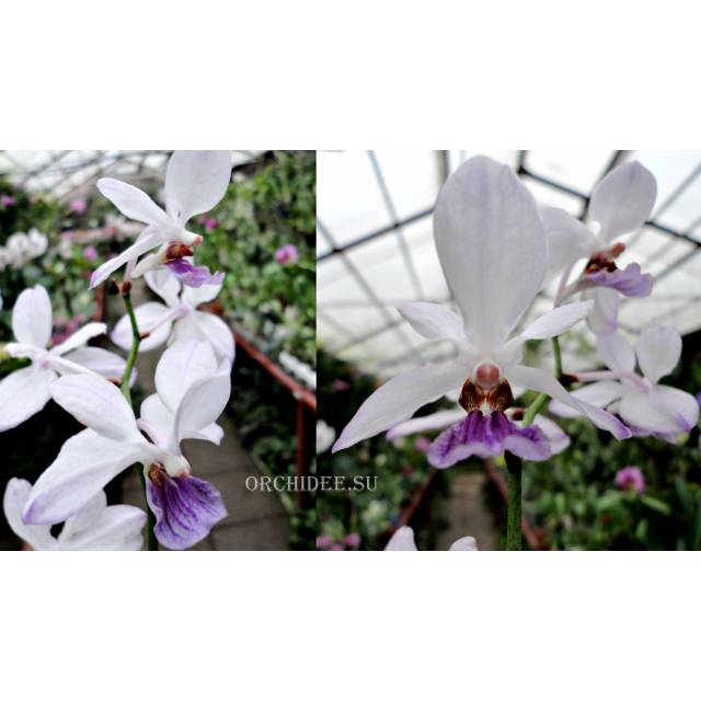 Vanda coerulea x Holcoglossum wangii