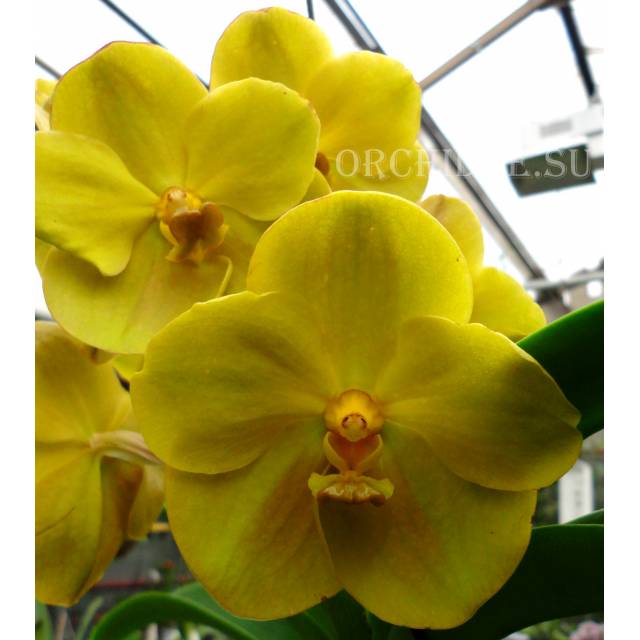 Vanda hybrid 010