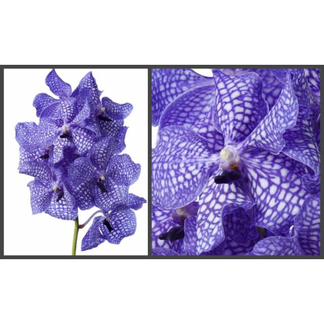 Vanda Kanchana Delft Blue