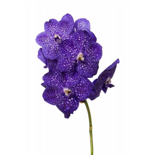Vanda Tweed Blue