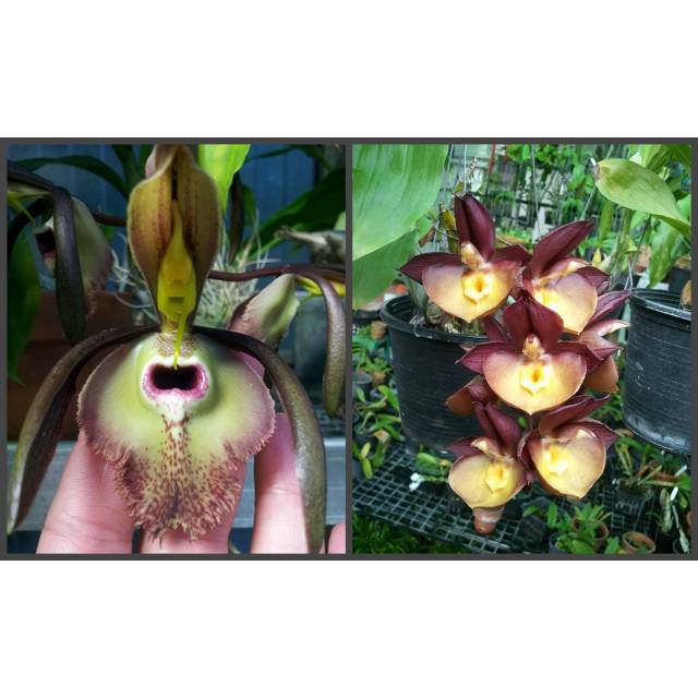 Catasetum incurvum x Catasetum Orchidglade