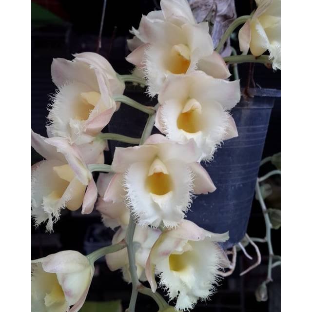 Clowesia Rebecca Northern x Clowesia Grace Dunn "Chadd Ford" AM/AOS