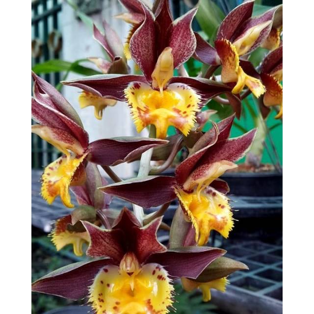 Catasetum Jumbo Tycoon x Catasetum Susan Fuchs "Burgundy Chips" FCC/AOS