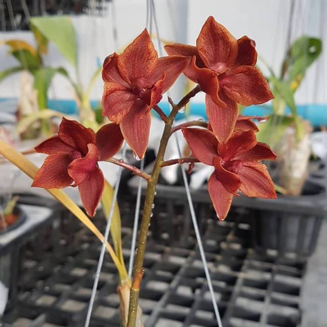 Cycnodes Roberta Fox 