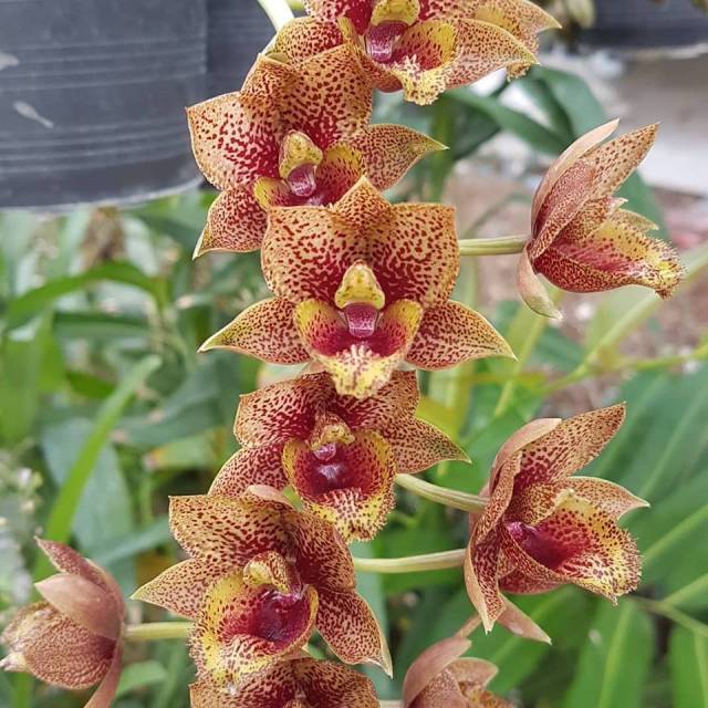Fredclarkeara After Dark 'Baker's Burgundy Smile' 