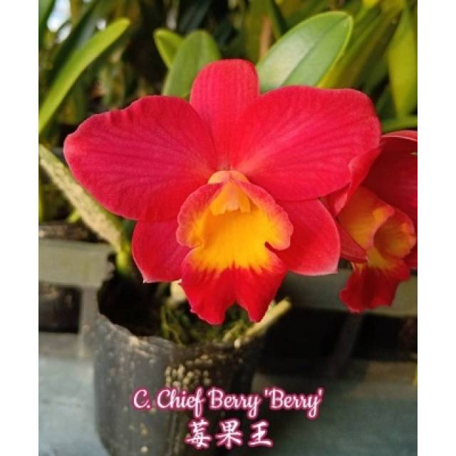 Cattleya Chief Berry 'Berry' 