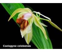 Coelogyne celebensis