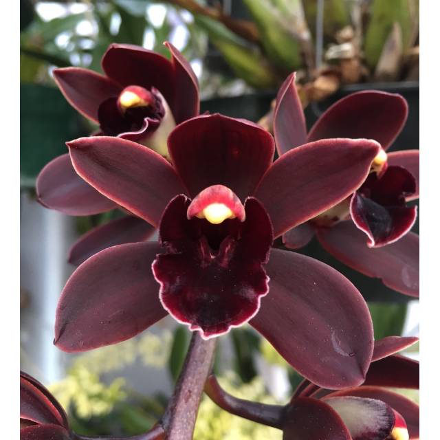 Cymbidium Cali Night