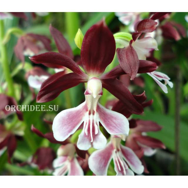 Calanthe Kozu Spice Hybrids 'Dark red'