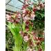 Calanthe Kozu Spice Hybrids 'Dark red'