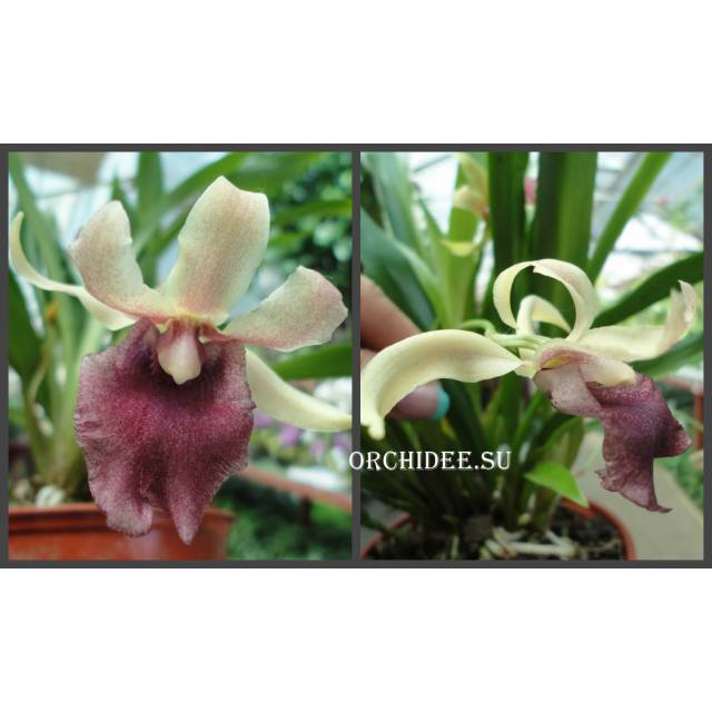 Cochleanthes hybrid 03