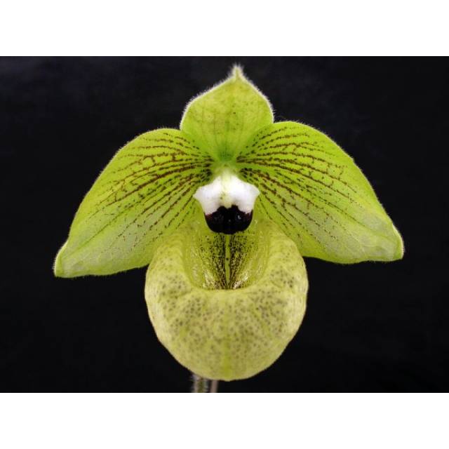 Paphiopedilum malipoense