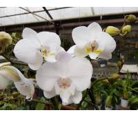 Phalaenopsis PH 047/1 Tropic Iceman Big Lip