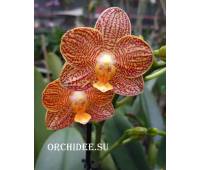Phalaenopsis PHM 162 Little Zorro