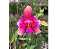 Phalaenopsis Liodoro peloric 3 lip