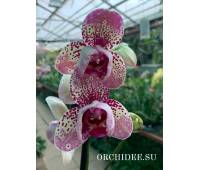 Phalaenopsis PH 067/1 Frontera peloric
