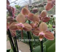 Phalaenopsis PH 119/1 Monaco peloric 3 lip