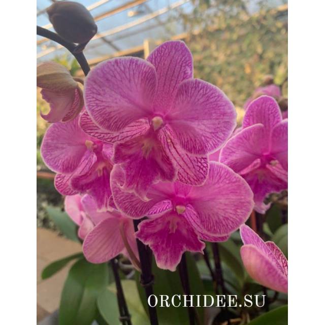 Phalaenopsis PH 227 Big Lip