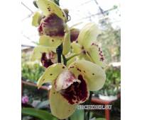 Phalaenopsis PH 318/1 Albufiera peloric 3 lip