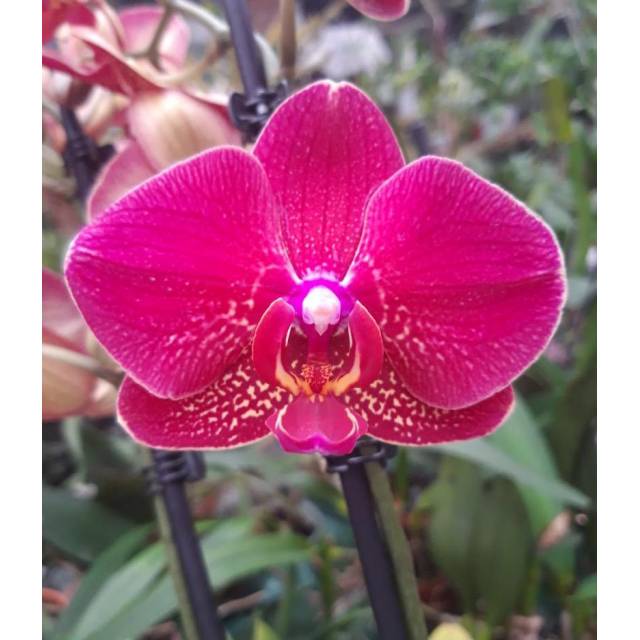 Phalaenopsis PH 322 Red Dion
