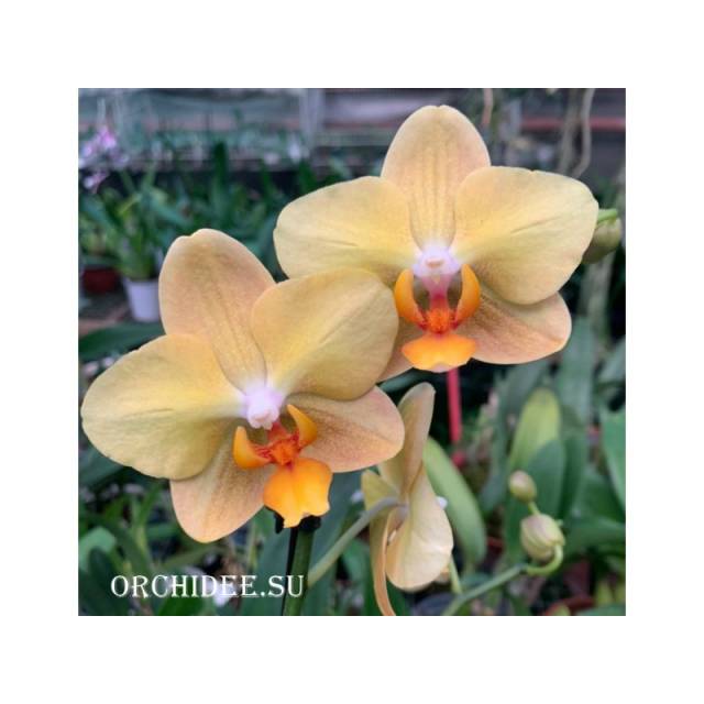 Phalaenopsis PH 323 Little Emperor