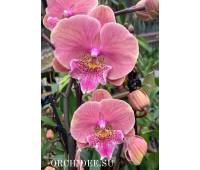 Phalaenopsis PH 331 Big Lip
