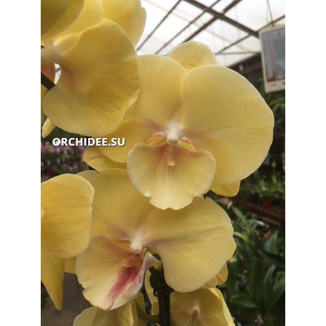 Phalaenopsis PH 333 Big Lip