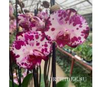 Phalaenopsis PH 349 Mystical Dream