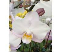 Phalaenopsis Liu's Sakura KF#4