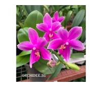 Phalaenopsis Miki Flora