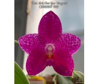 Phalaenopsis Mok Choi Yew 'Magenta'