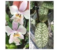 Phalaenopsis schilleriana (silver leaves) x stuartiana var.nobilis