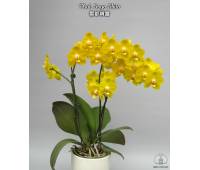 Phalaenopsis Sogo Shito