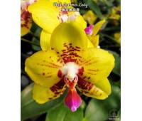 Phalaenopsis Summer Lady