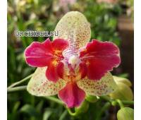 Phalaenopsis Chi-Yueh Kaleidoscope