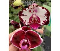 Phalaenopsis Fuller's Mask 'Smile'