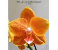 Phalaenopsis KS Pride 'Golden Diamond'