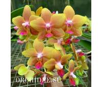 Phalaenopsis Table Naranja