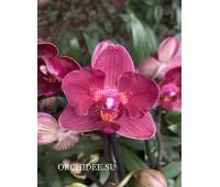 Phalaenopsis PHM 093/1 Red Lion peloric butterfly
