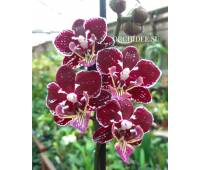 Phalaenopsis PHM 160 Big Lip
