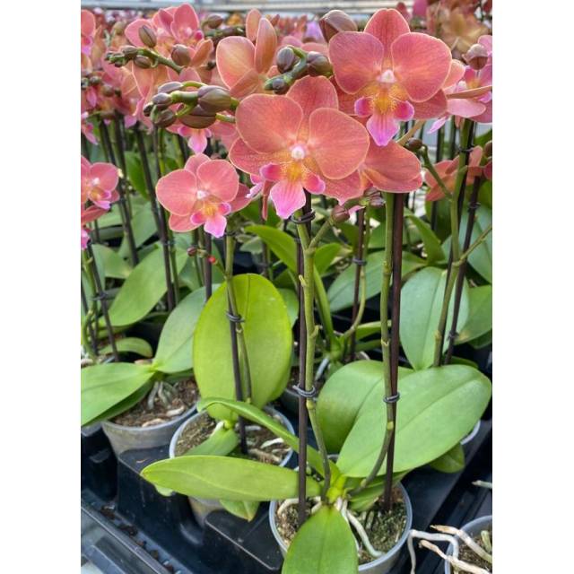Phalaenopsis BQ2001 PHM 165 Big Lip 