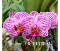 Phalaenopsis PHM 176